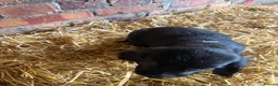 Cocker Spaniel dogs for sale: Cocker spaniel puppies - Advert 18
