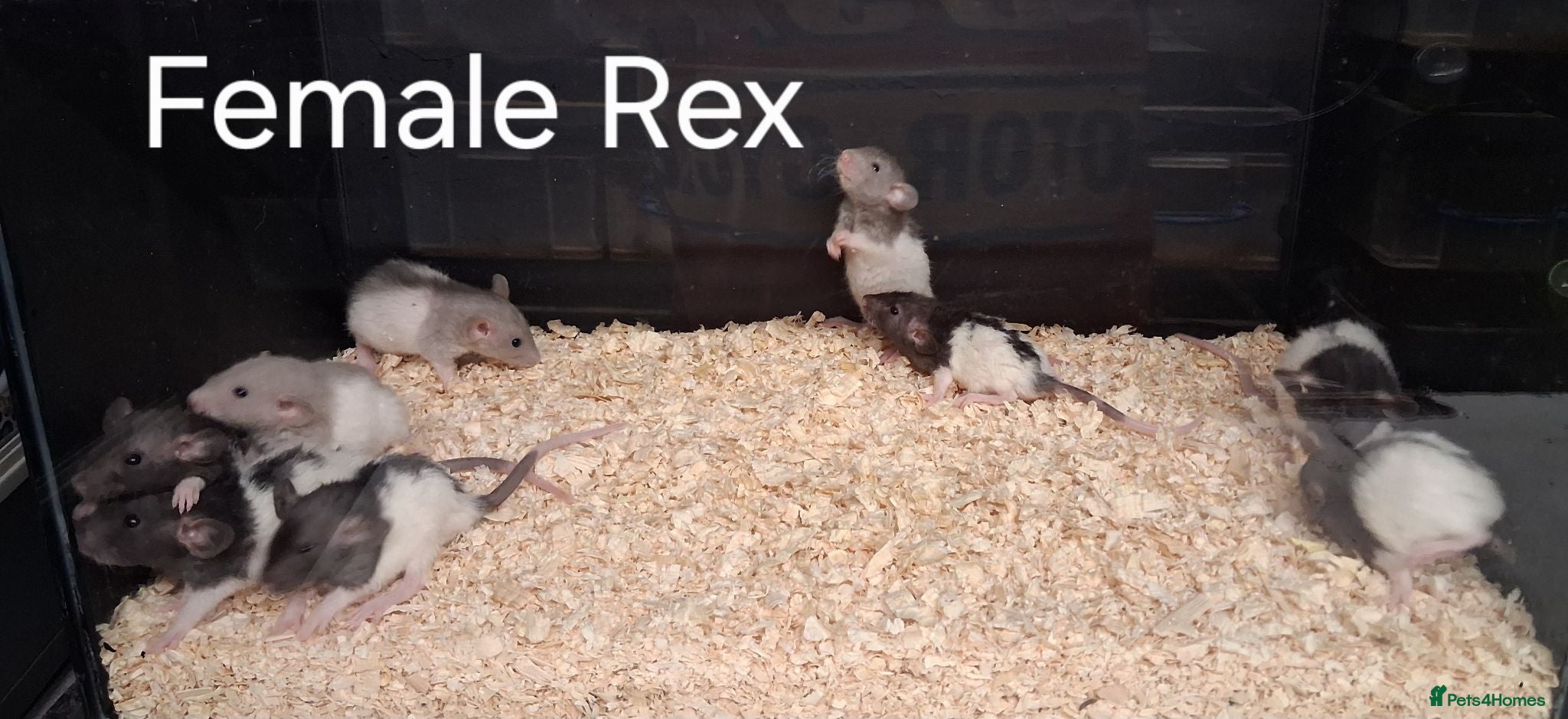 Rat rodents Baby Dumbo Rat's, Natural , Rex , Nakeds  - Advert 2