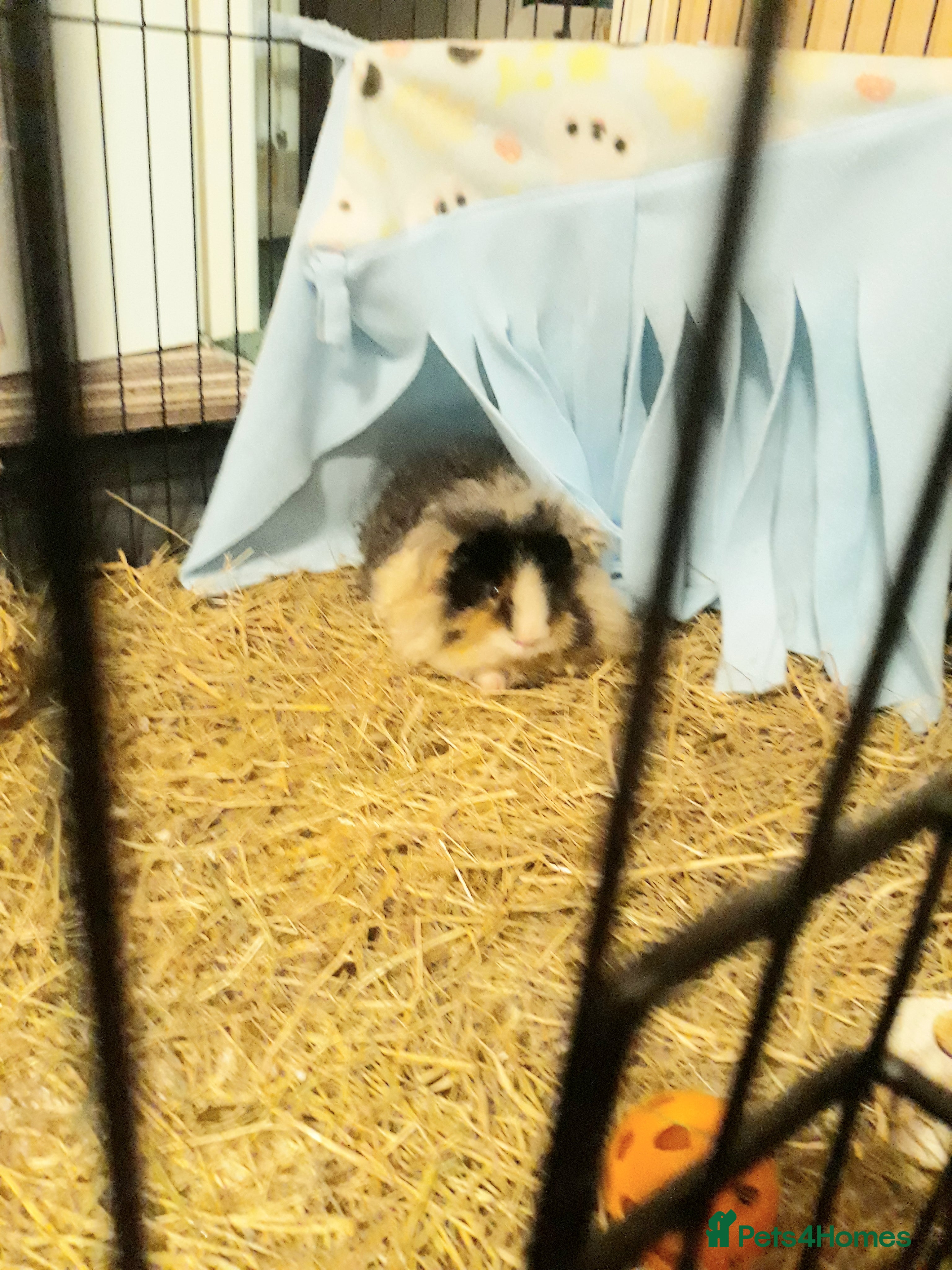 Guinea Pig rodents Miss laura rose allwood  - Advert 1