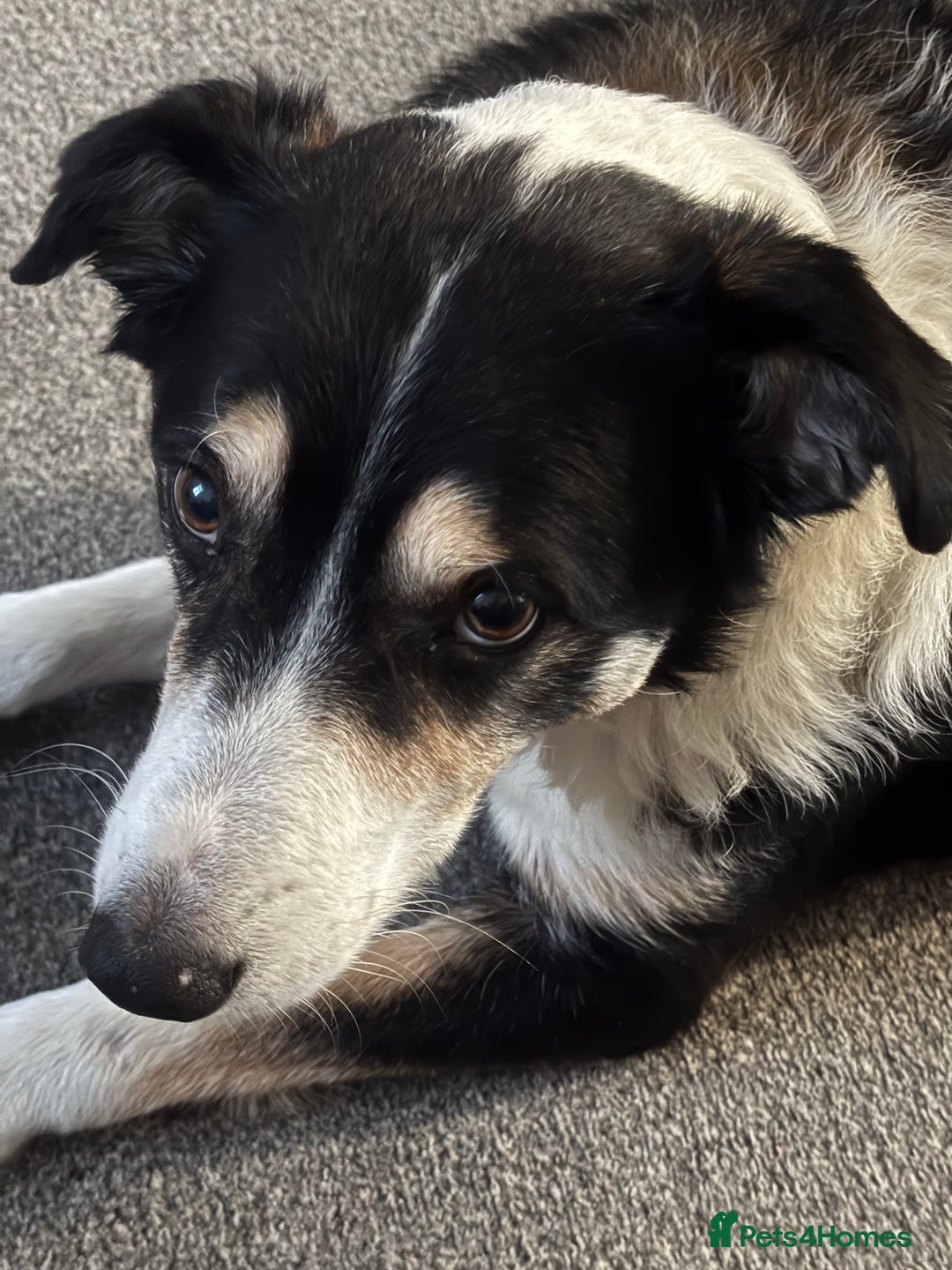 Border Collie dogs for sale: Frodo border collie tri colour  - Image 2