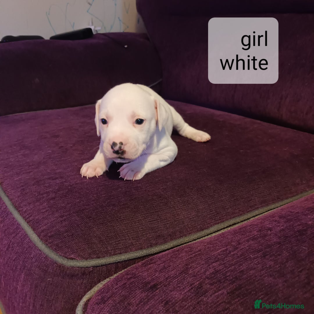 Staffordshire Bull Terrier dogs for sale: Puppi Staffordshire Bull terrier,white verry rare - Image 4