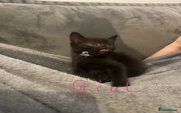 Mixed Breed cats for sale: 5 very fluffy stunning black kittens  - Image 6