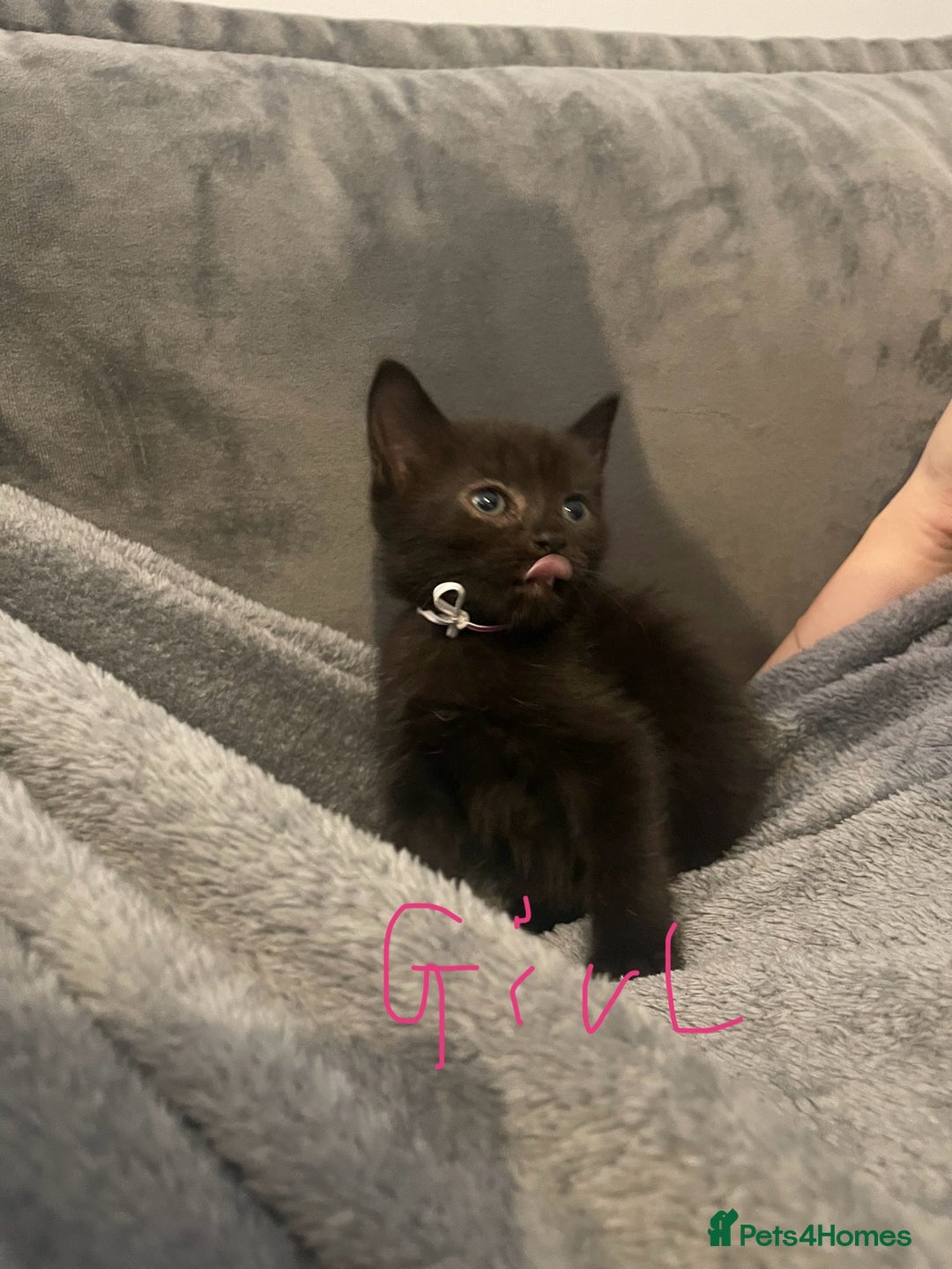 Mixed Breed cats for sale: 5 very fluffy stunning black kittens  - Image 6