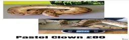 Python Snake reptiles for sale: Royal ("Ball") Pythons for rehoming from £10 - Advert 5