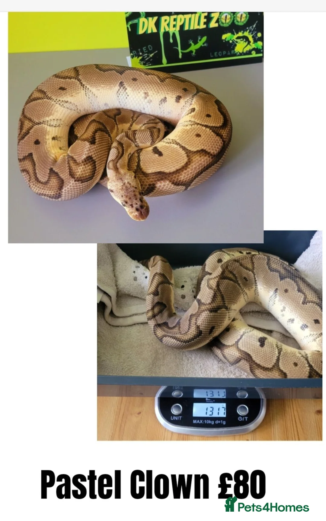 Python Snake reptiles for sale: Royal ("Ball") Pythons for rehoming from £10 - Advert 5