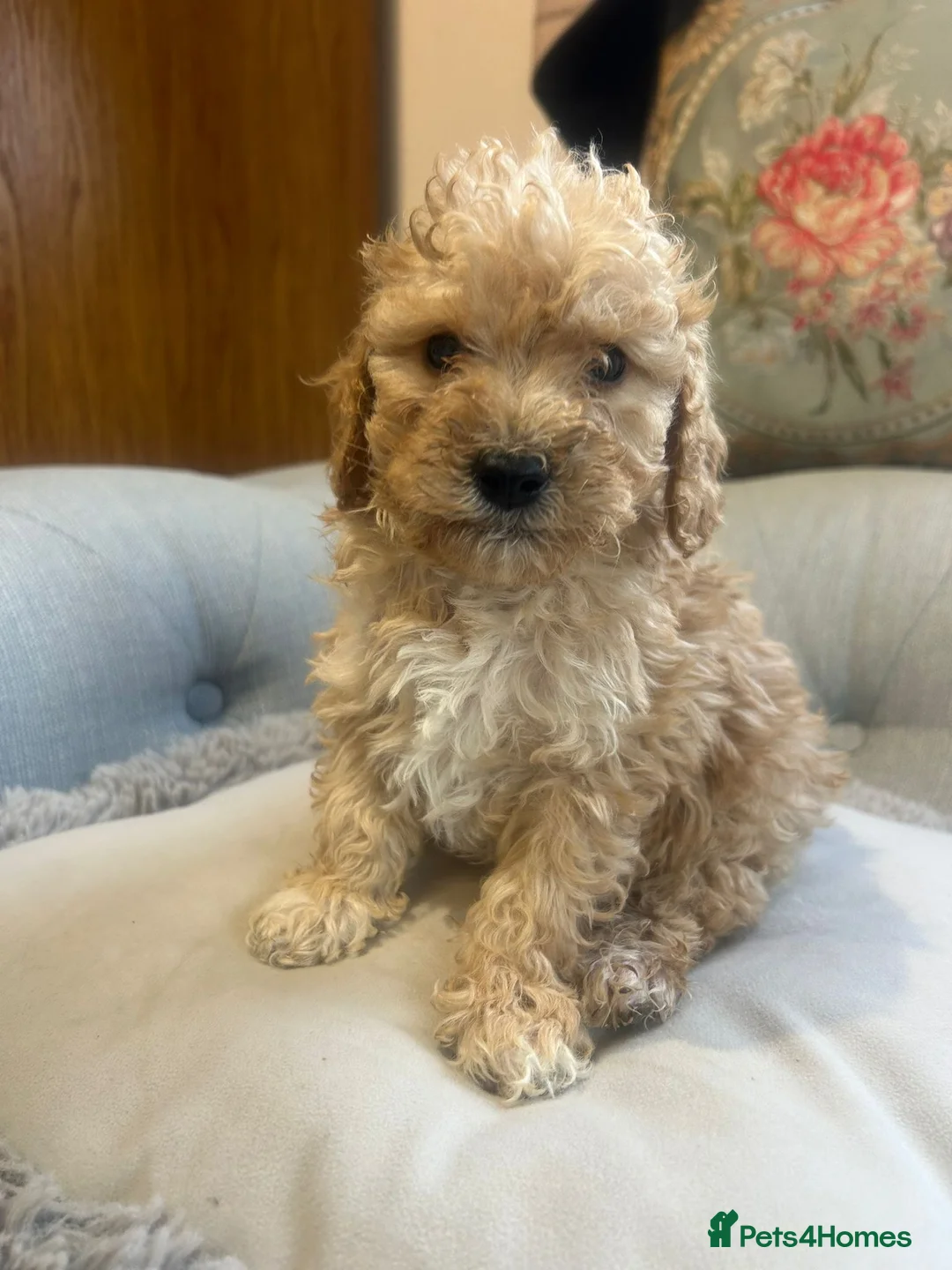 Cockapoo dogs for sale: Beautiful babies available  - Advert 30