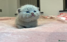 Brazilian Shorthair cats for sale: Pedigree British Shorthair Kittens Golden & Lilac - Image 23