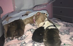 Mixed Breed dogs for sale: American Bulldog cross - Image 8