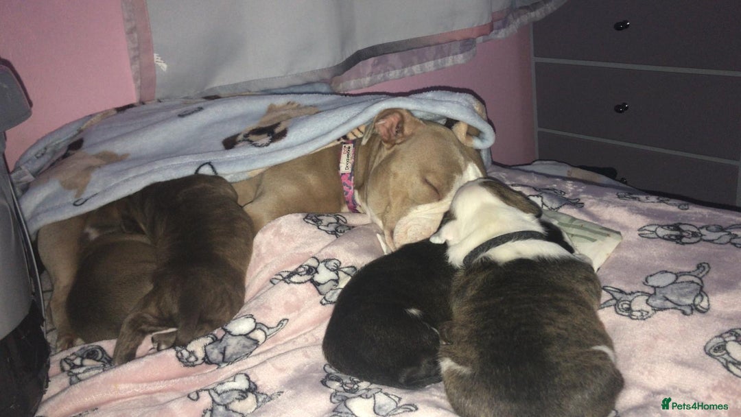 Mixed Breed dogs for sale: American Bulldog cross - Image 8