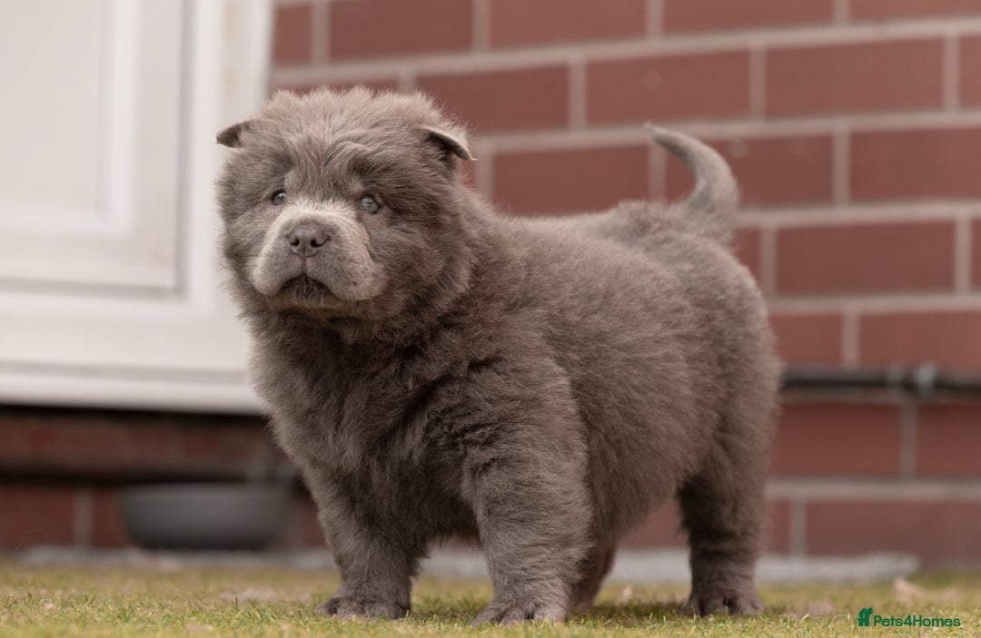 Chow Chow dogs for sale: Chow chow nation  - Image 6