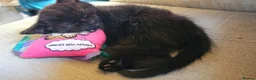 Mixed Breed cats for sale: 1 Ghost Tabby, 1 Tortoiseshell and 1 Black kittens in Cranbrook - Advert 31