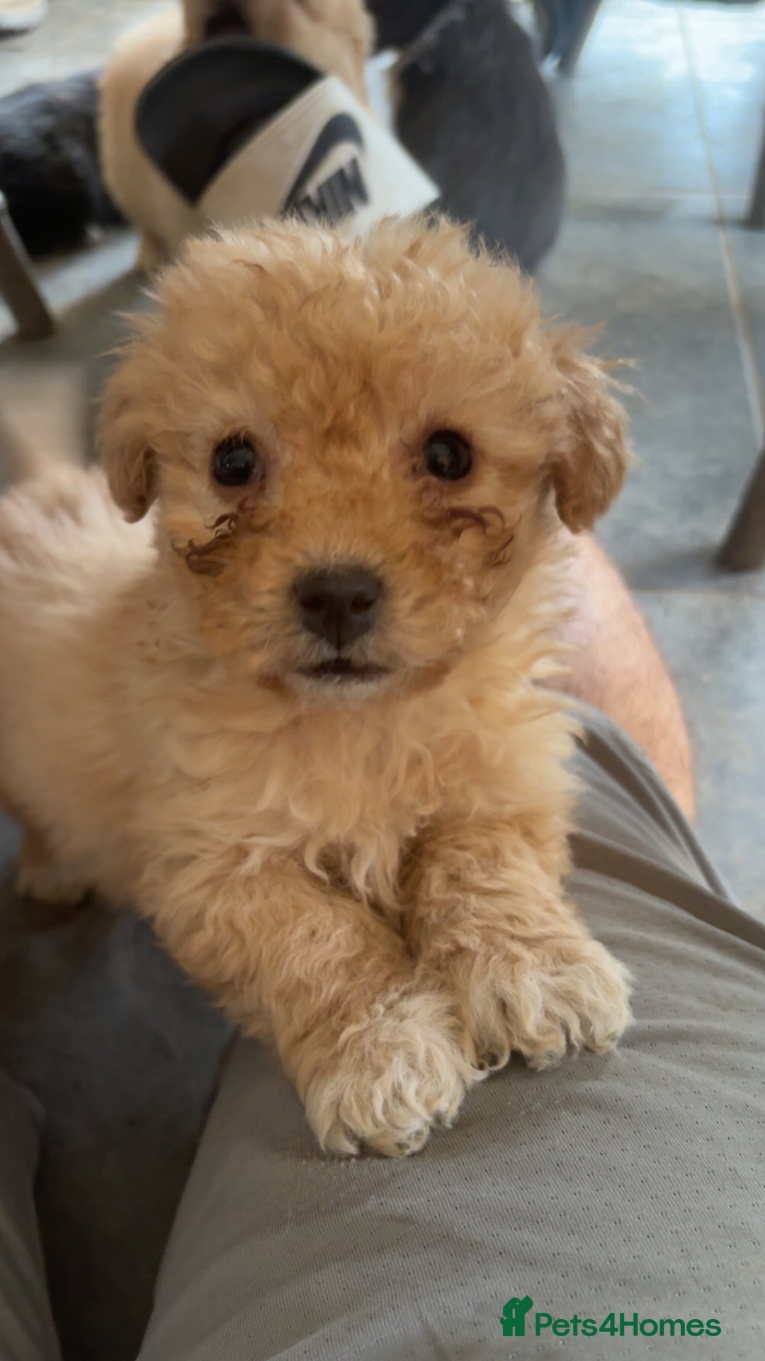 Mixed Breed dogs for sale: Cute Corgipoo s in need of home !! - Advert 10