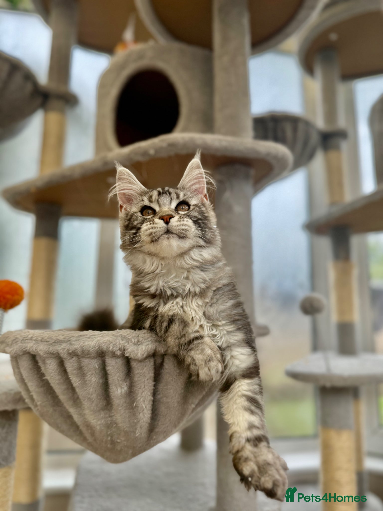 Maine Coon cats Outstanding pedigree kittens available  - Advert 13