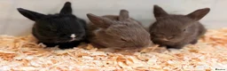 Mini Lop rabbits for sale: 4 beautiful mini lop cross Rex bunnies - Advert 1