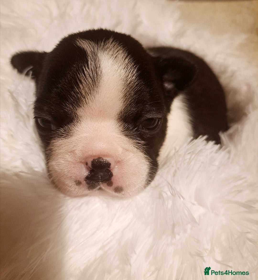 Boston Terrier dogs for sale: Boston terrier puppies - Advert 14