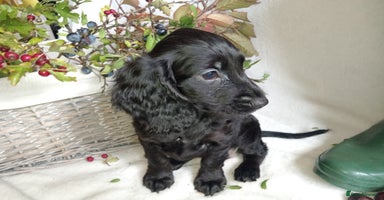 Cocker Spaniel dogs - Advert 16