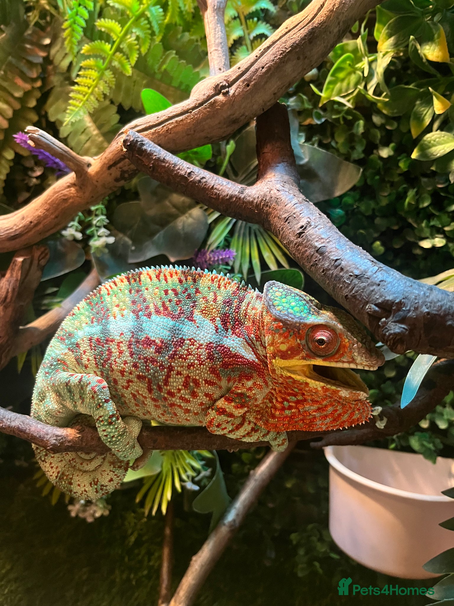 Chameleon reptiles Ambilobe Panther Chameleons  - Advert 9