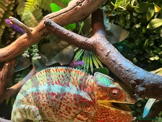 Chameleon reptiles Ambilobe Panther Chameleons - Advert 9