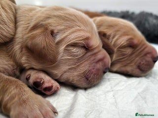 Golden Retriever dogs Stunning KC, working Golden retriever pups - Advert 5