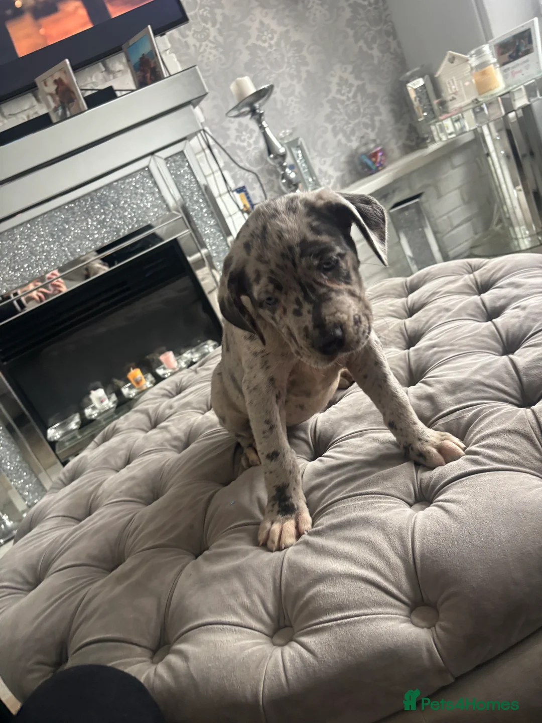 Neapolitan Mastiff dogs for sale: Neapolitan mastiff champion bloodline - Advert 18