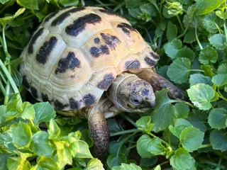 Tortoise reptiles for sale: Baby horsfield tortoises. Setups also available - Advert 3
