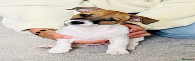 Puppy 2