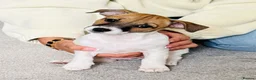 Jack Russell dogs for sale: Jack Russell Terrier puppies – ready for new homes - Advert 2