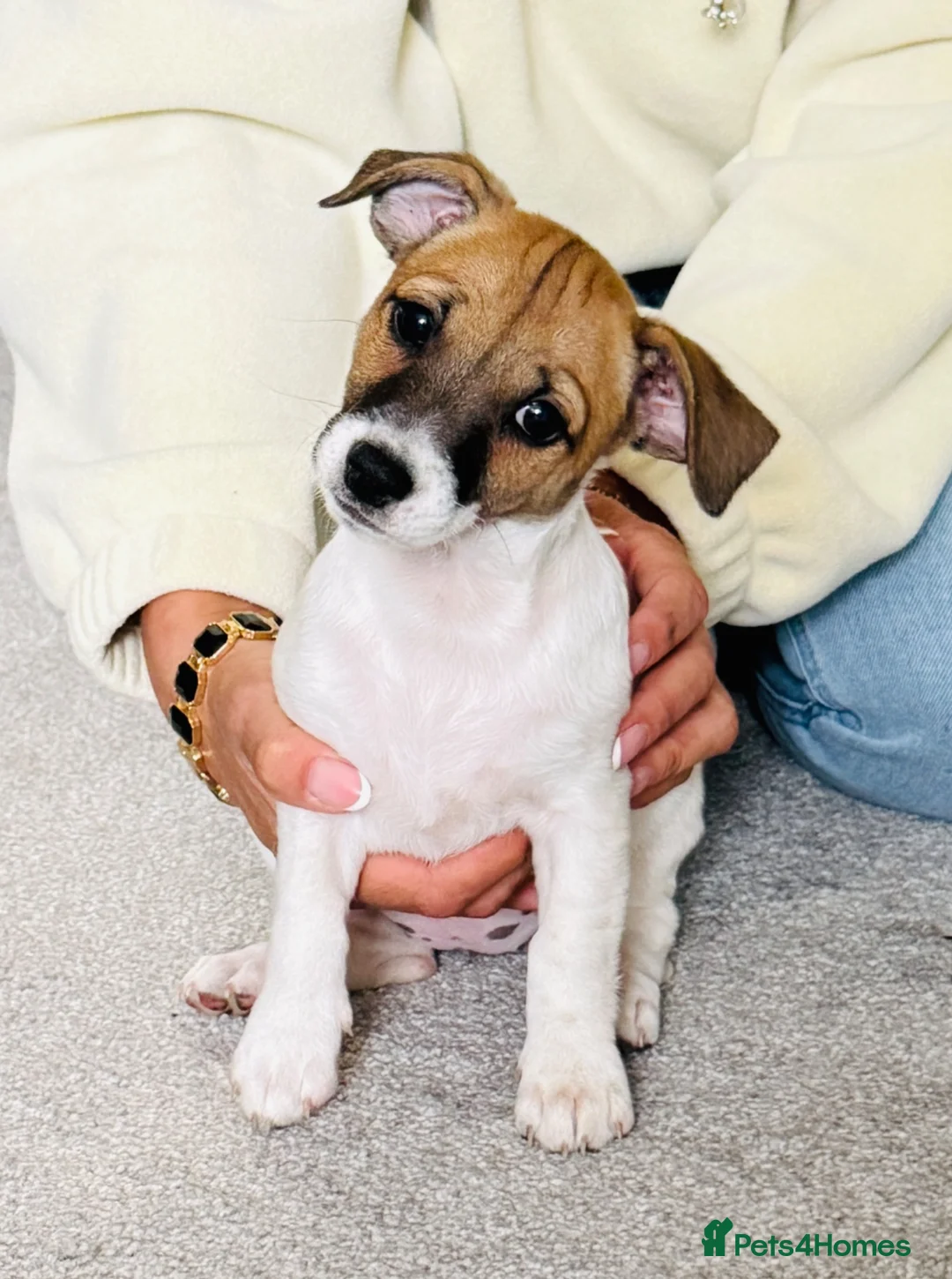 Jack Russell dogs for sale: Jack Russell Terrier puppies – ready for new homes - Advert 2