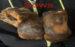 Guinea Pig rodents for sale: Bonded sows and boars £40 pair - Image 4