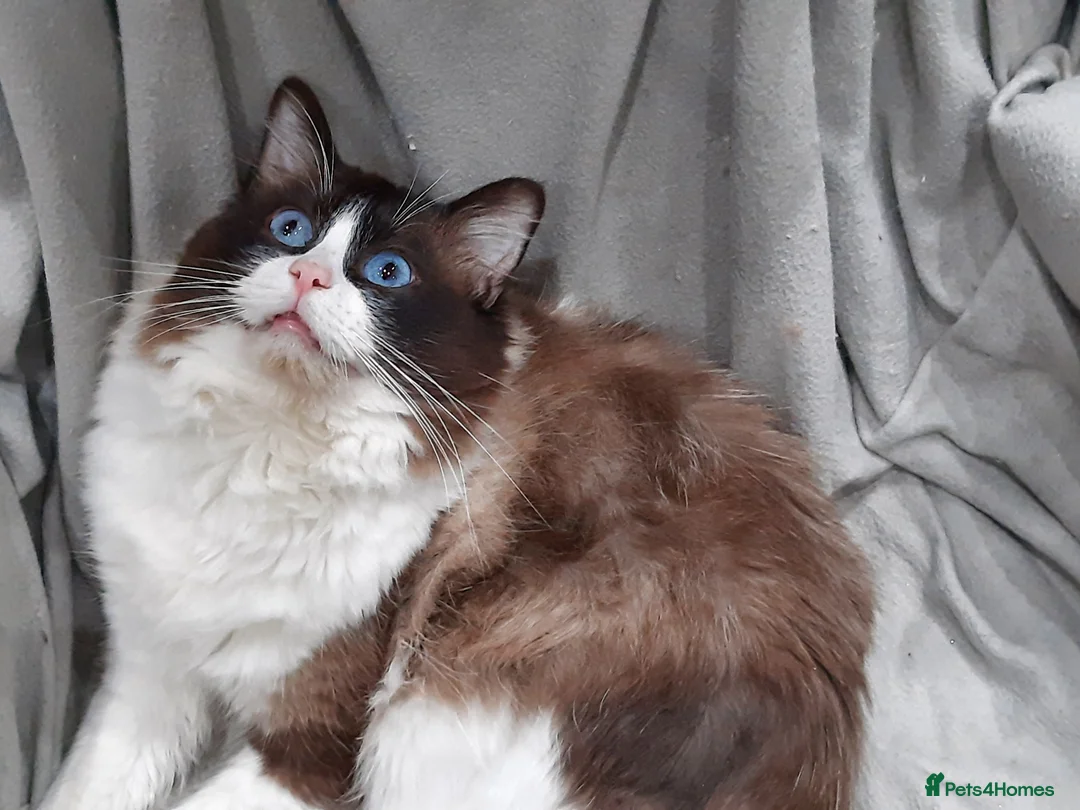 Ragdoll cats for sale: ACTIVE GCCF TICA BiColour Ragdoll Proven Registere - Advert 3