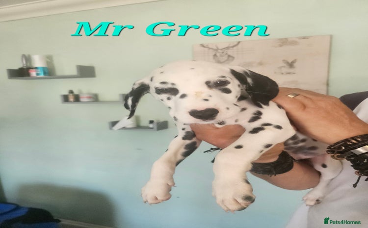 Dalmatian dogs - Advert 5