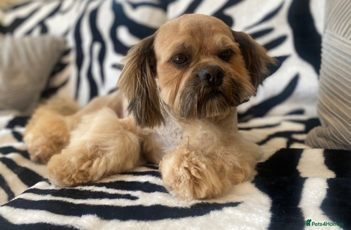 Lhasa Apso dogs Proven Show Quality Lhasa Apso for Stud  - Advert 8
