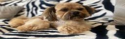 Lhasa Apso dogs for stud: Proven Show Quality Lhasa Apso for Stud  - Advert 1