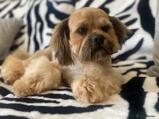 Lhasa Apso dogs Proven Show Quality Lhasa Apso for Stud - Advert 8