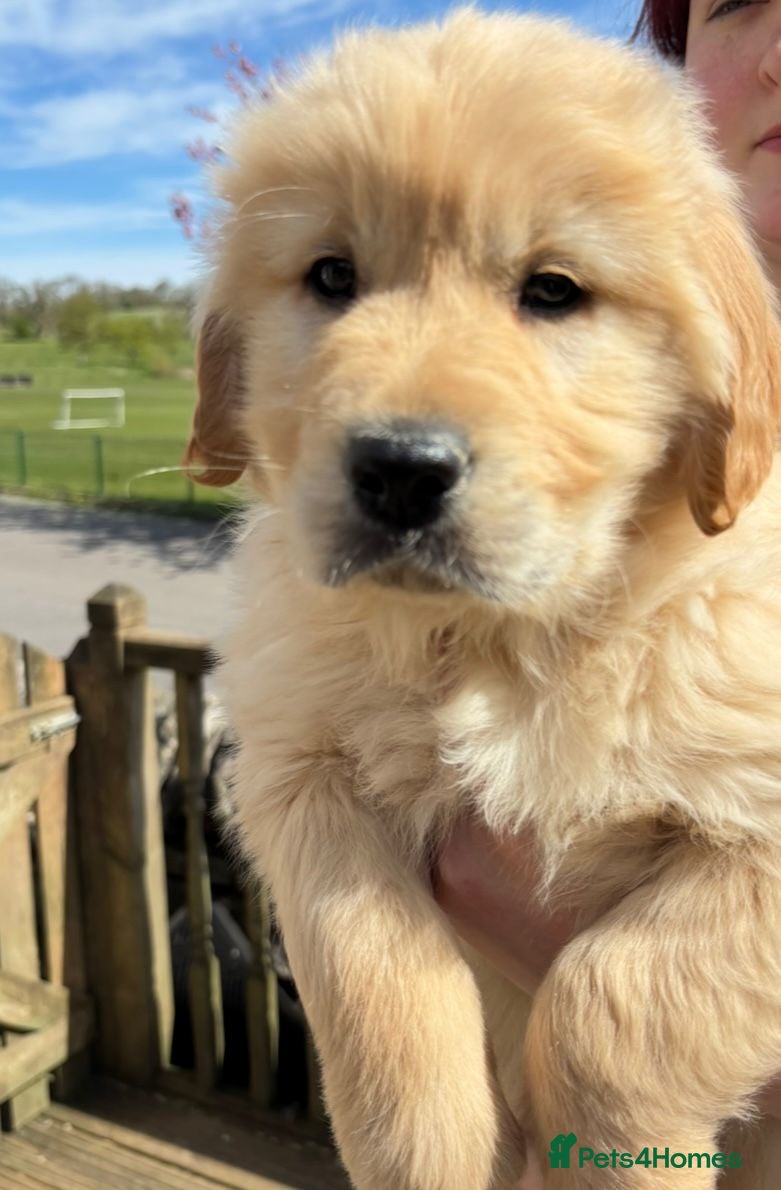 Golden Retriever dogs Stunning Golden Retriever Puppies For Sale  - Advert 1