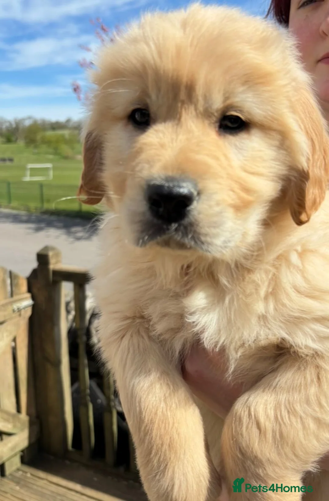 Golden Retriever dogs for sale: Stunning Golden Retriever Puppies For Sale  - Advert 1