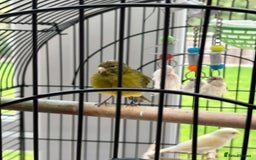 Canaries birds for sale: Pair of Canaries with Cage - Image 5