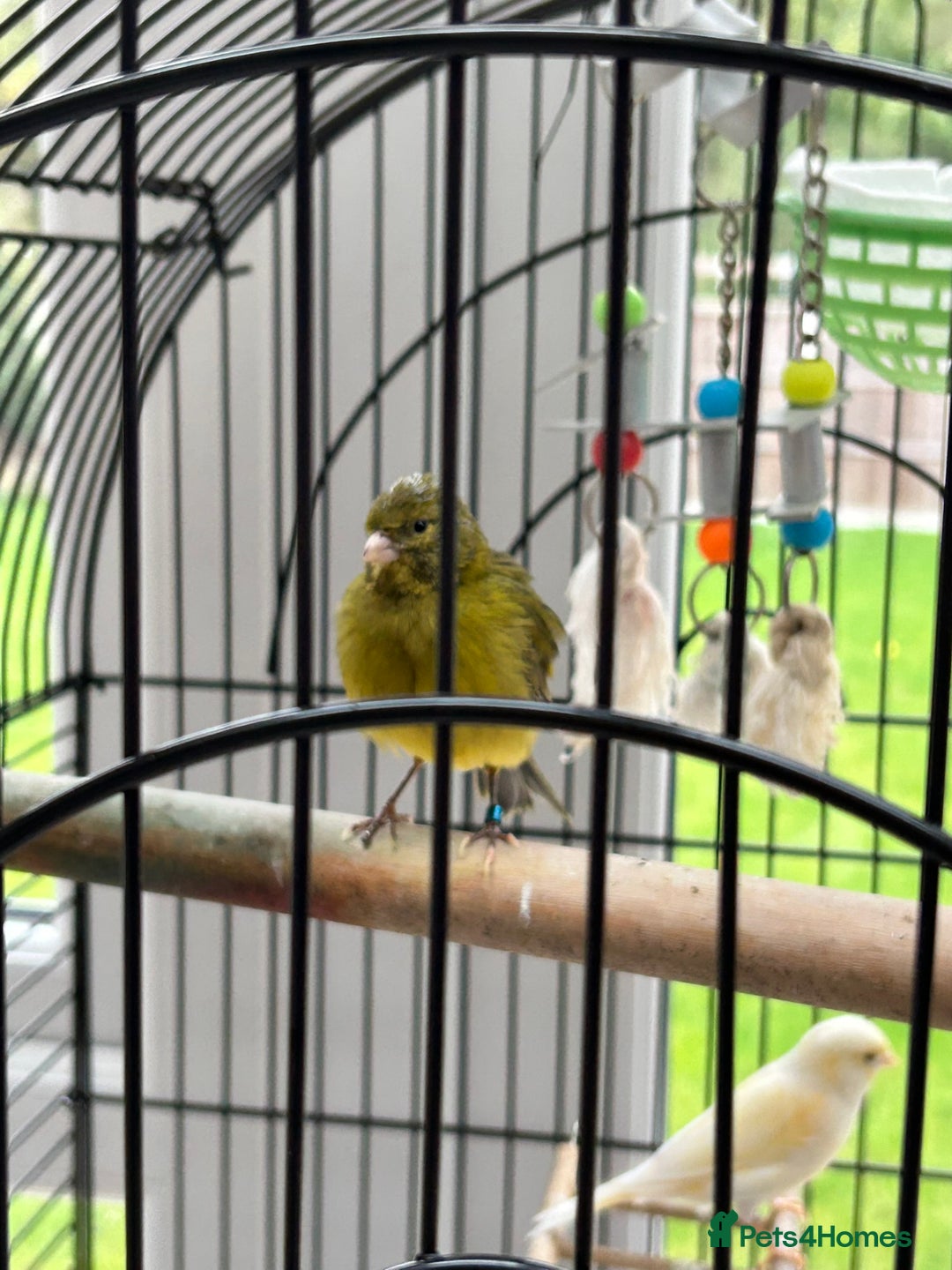 Canaries birds for sale: Pair of Canaries with Cage - Image 5
