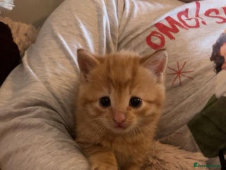 Mixed Breed cats Last little boy ready to go 🥰 - Advert 13