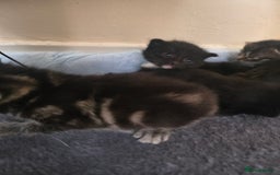 Mixed Breed cats for sale: Scottish fold X brittish short hair  - Image 4