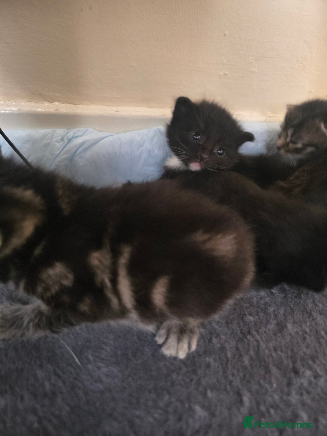 Mixed Breed cats for sale: Scottish fold X brittish short hair  - Image 4