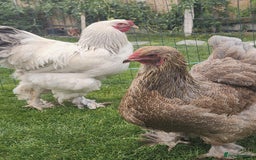 Chickens poultry for sale: Hatching eggs - Image 7
