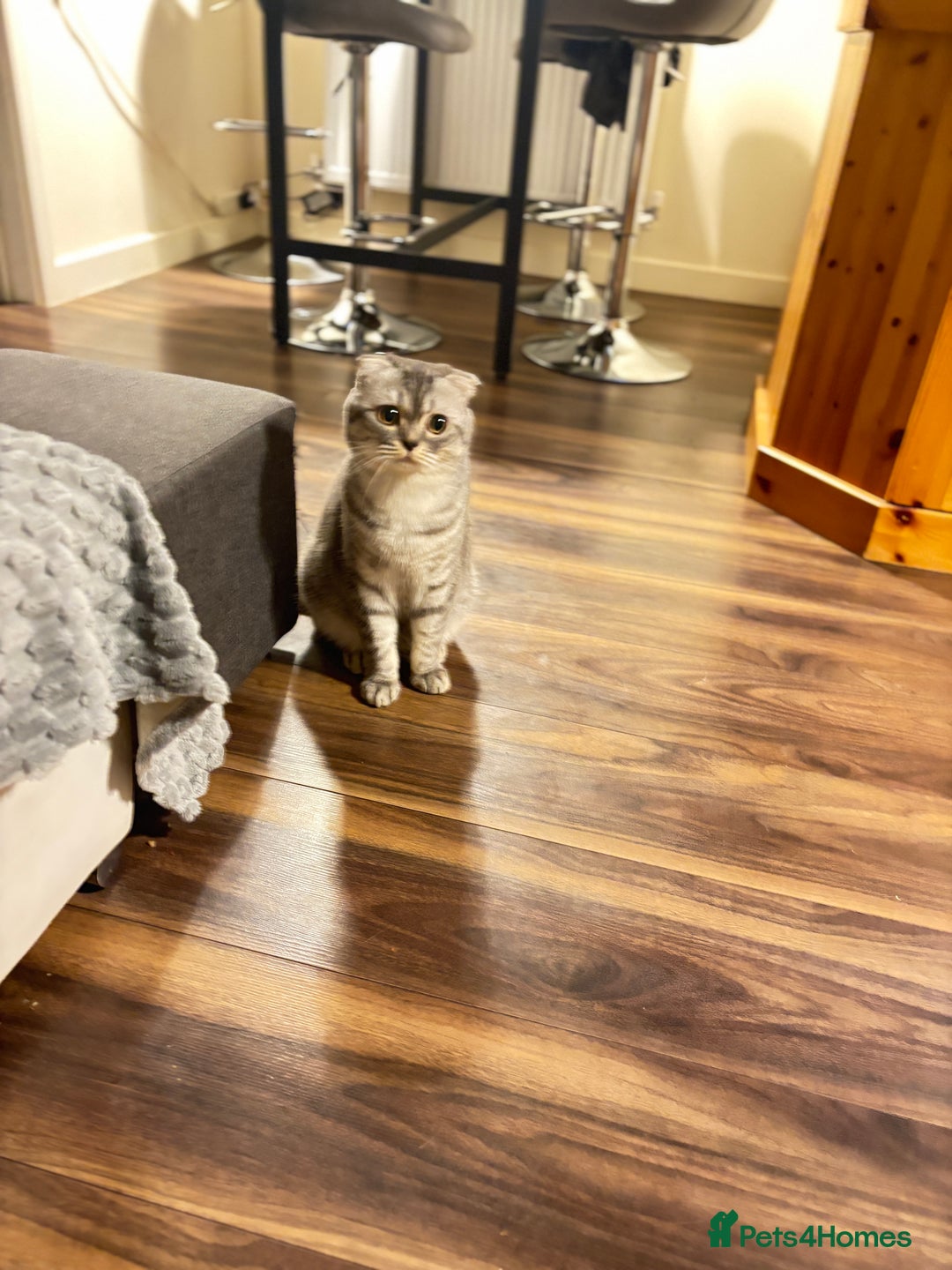 Scottish Fold cats for stud: Beautiful Scotish fold boy for stud  - Advert 1