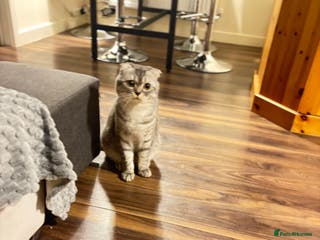Scottish Fold cats Beautiful Scotish fold boy for stud - Advert 3