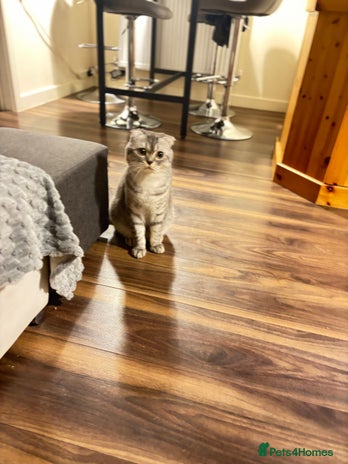 Scottish Fold cats Beautiful Scotish fold boy for stud - Advert 1