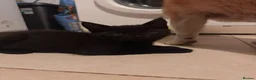 Maine Coon cats for sale: Beautiful Maine Coon Cross Kittens  - Advert 3