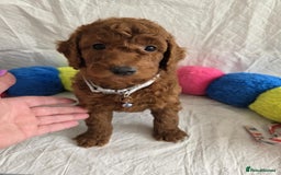 Goldendoodle dogs for sale: 👑Superb Rare Toy/Mini Deepest Red Goldendoodles👑 - Image 2