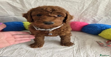 Goldendoodle dogs - Advert 7
