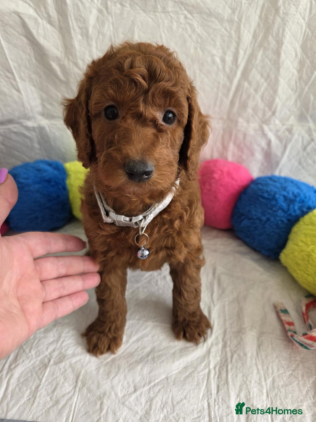 Goldendoodle dogs for sale: 👑Superb Rare Toy/Mini Deepest Red Goldendoodles👑 - Image 2