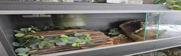 Python Snake reptiles for sale: Royal Python for pet home complete set up - Advert 5